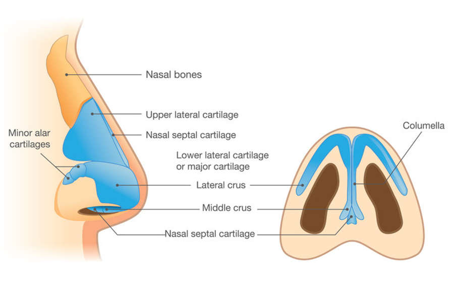 Rinoplastia secundaria punta de nariz: anatomía de la punta de la nariz